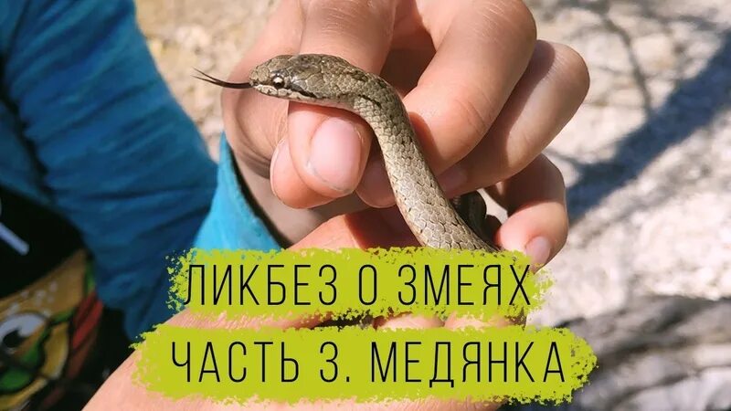 Змея медянка обыкновенная. Медянка коричневая. Медянка змея ядовитая. Обыкновенная медянка рисунок. Медянка змея.