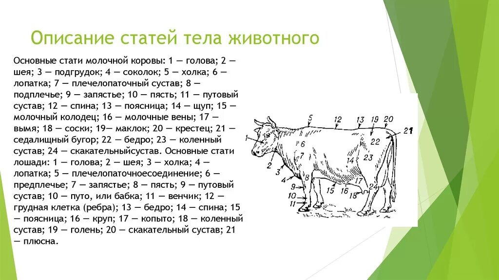 Можно ли считать крупный рогатый скот промежуточным. Схема промеров КРС. Основные промеры крупного рогатого скота. Стати молочной коровы. Области тела коровы.