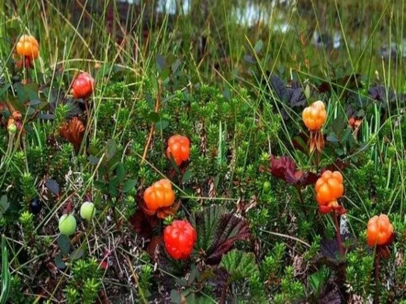 Морошка Васюганских болот. Морошка растения болот. Болотные растения Морошка брусника.