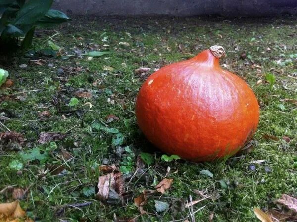 Тыква мускатная жемчужина. Семена тыквы жемчужина 10шт. Тыква в пятерочке. Тыква в магазине пятерочка. Тыква из пятерочки.