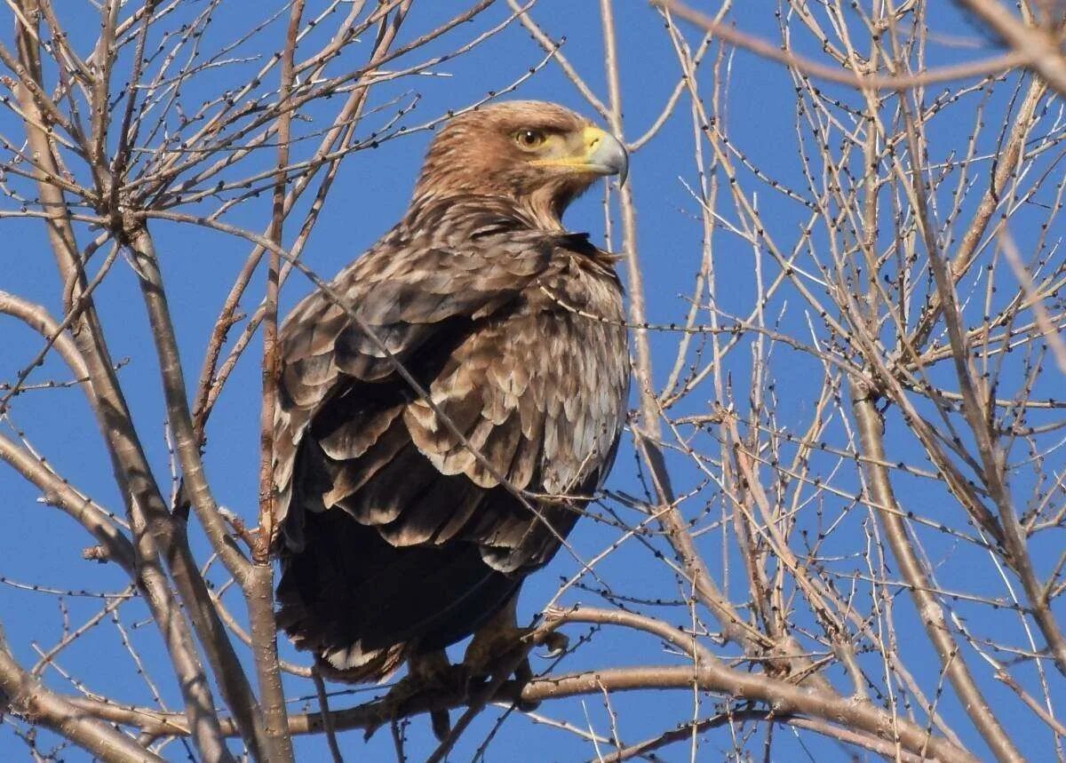 Могильник. Могильник (aquila heliaca). орел-могильник (aquila heliaca. орел могильник и беркут. eastern imperial eagle aquila heliaca.