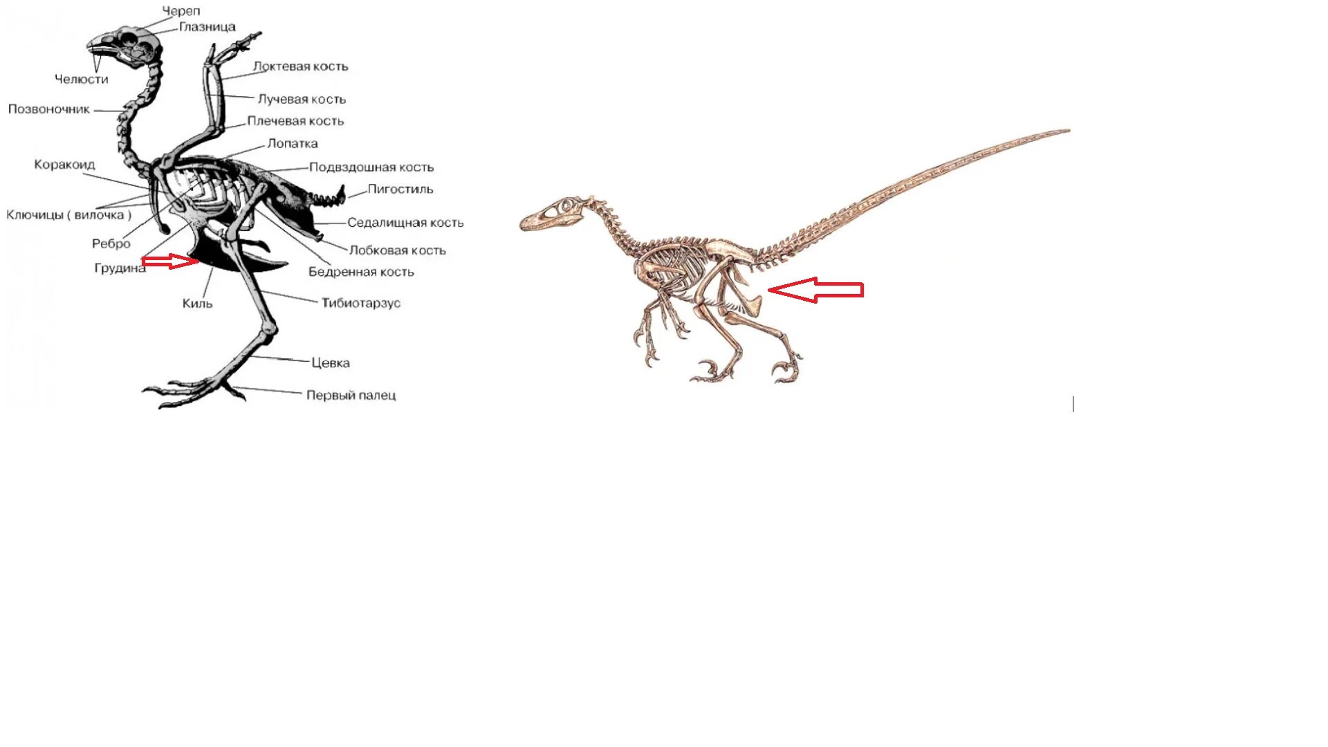 Цевка хордовые. Пигостиль у птиц это. Скелет птицы пигостиль. Кость пигостиль. Подвздошные кости у птиц.