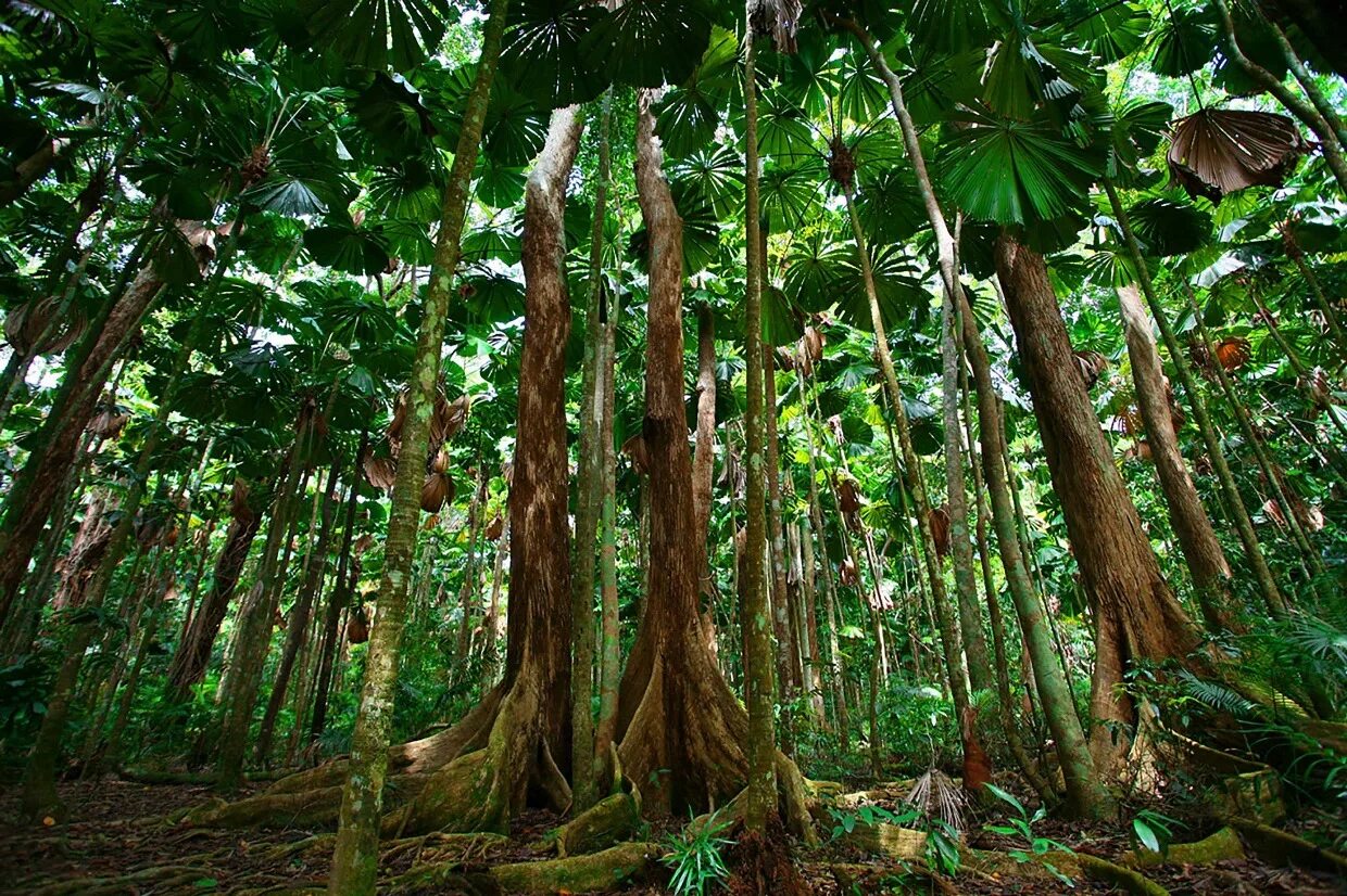 тропический лес какие деревья. деревья сельвы. тропический лес какие деревья. лианы в африке. тропический лес какие деревья.