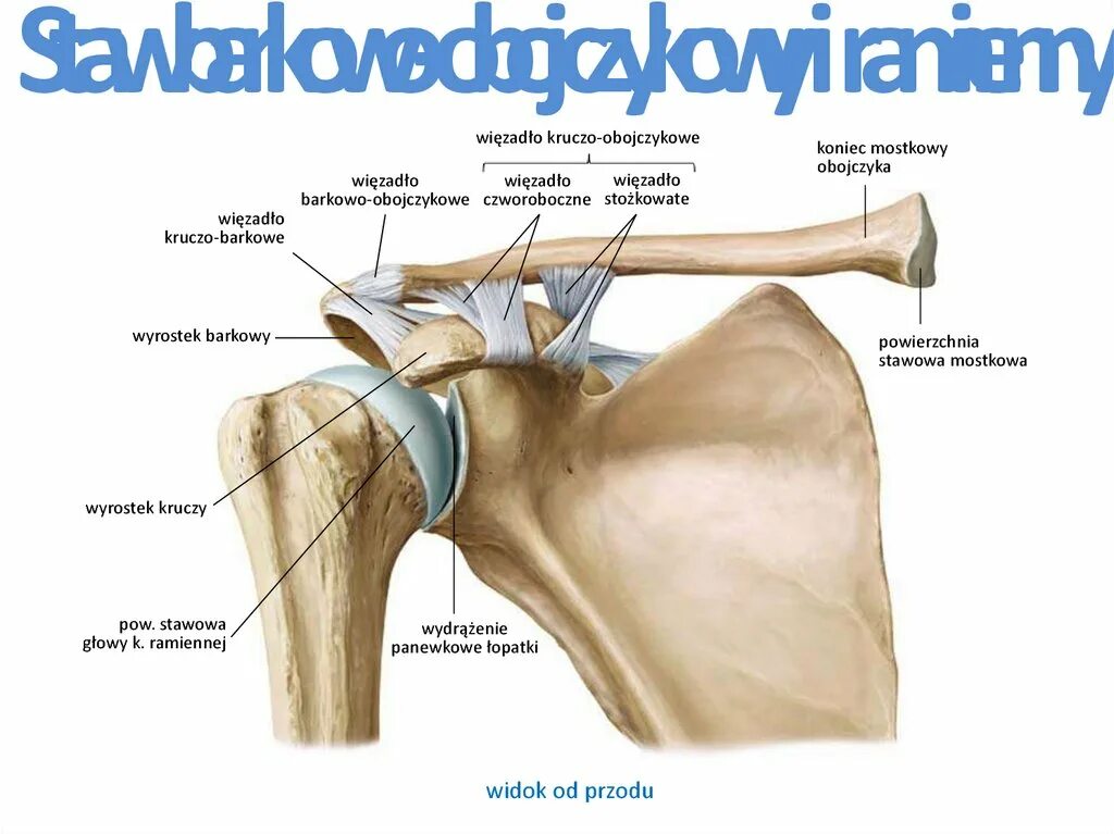 грудино ключичный сустав сустав. соединение ключицы. соединение ключицы. грудино ключичный сустав оси. соединение ключицы с грудиной связки.