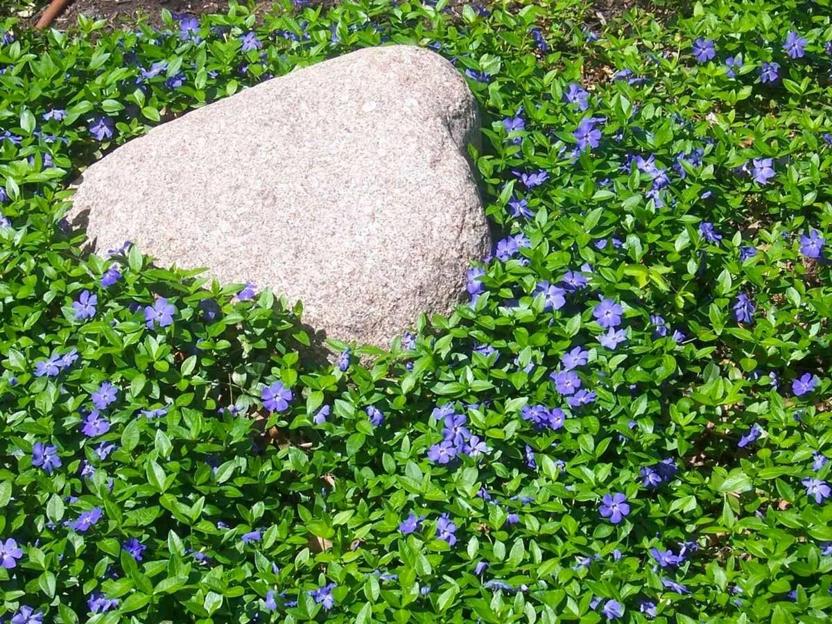 Барвинок малый (Vinca Minor). Барвинок малый ла Грейв. Почвопокровники Барвинок. Барвинок малый (Vinca Minor `Bowles variety`)