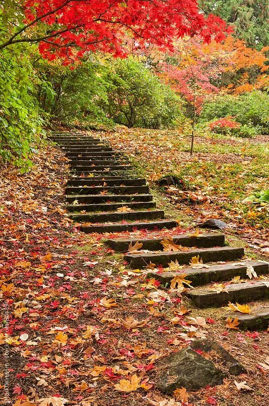 Stepped fall. Лестница в лесу. Пейзаж с лестницей. Лестница в лесу фото. Пейзаж с лестницей фото.