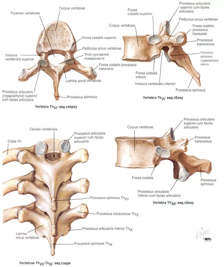 Строение грудного позвонка человека анатомия. Атлас анатомический строение позвонков. Анатомия Остеология шейные позвонки. Строение позвонка анатомия на латинском.