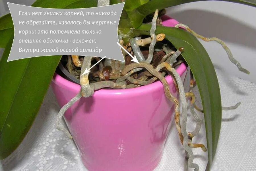 Орхидея фаленопсис корни. Орхидея Камбрия псевдобульба. Раскупленные корни орхидеи. Меристема фаленопсиса.
