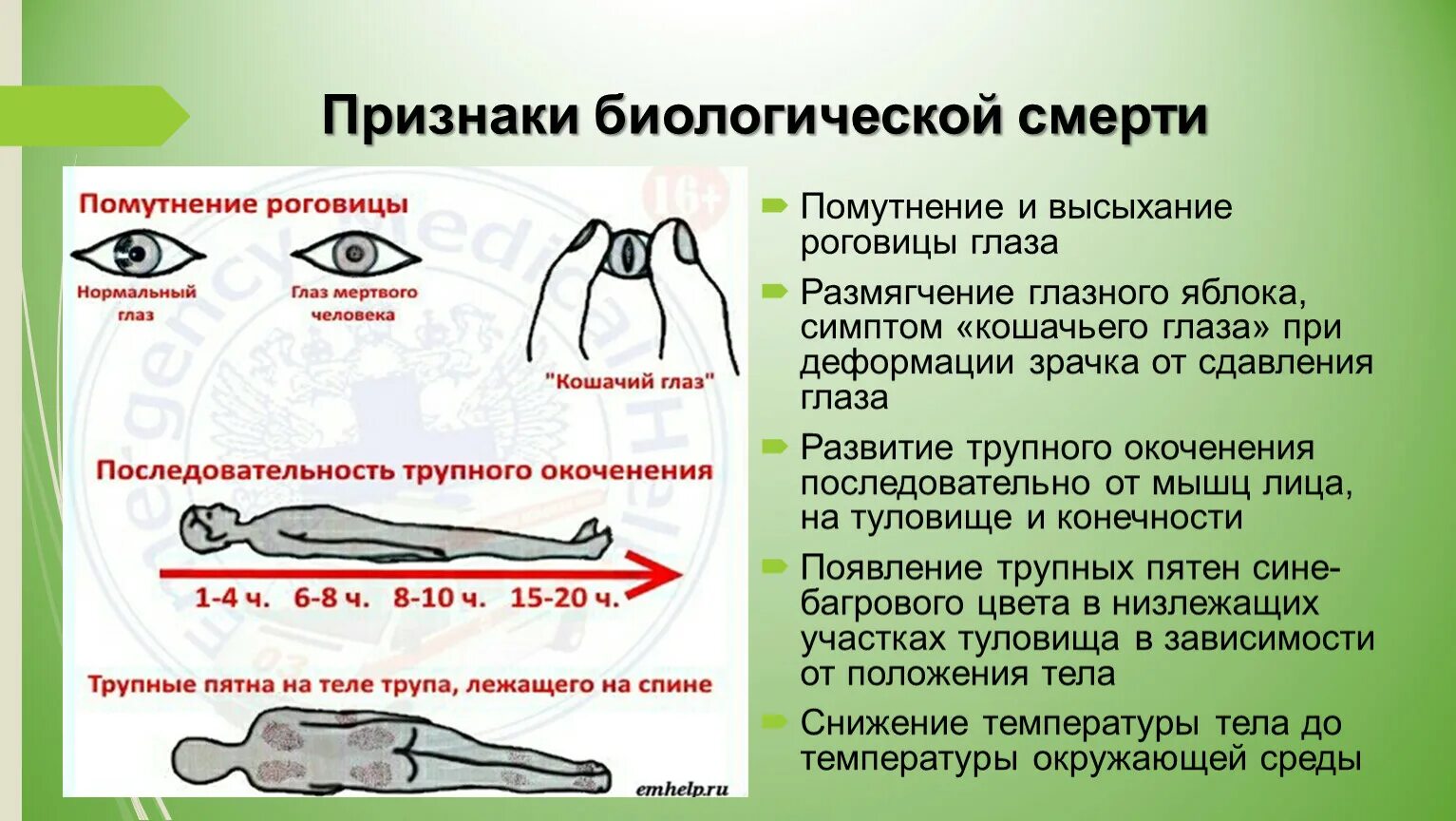 Смерть в биологии. Этапы биологической смерти. Биологическая смерть презентация. Симптомы биологической смерти.