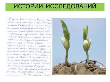Фасоль лабораторная работа 6 класс