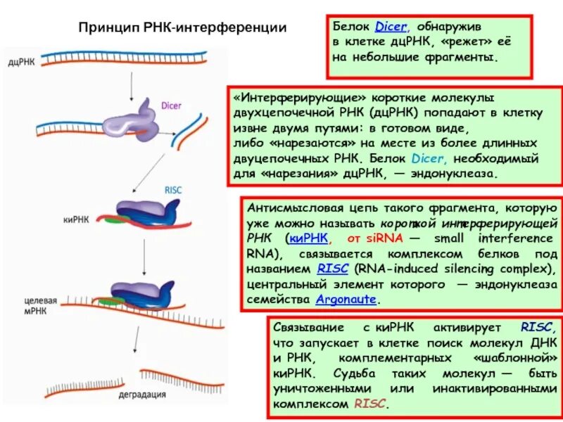 Малая интерферирующая РНК функция. РНК интерференция механизм. Малые интерферирующие РНК схема. Этапы РНК интерференции.