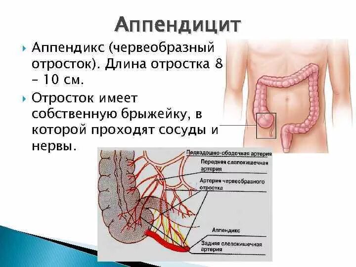 Аппендикс и аппендицит. Червеобразный отросток аппендикс. Аппендицит червеобразный отросток. Аппендикс презентация.