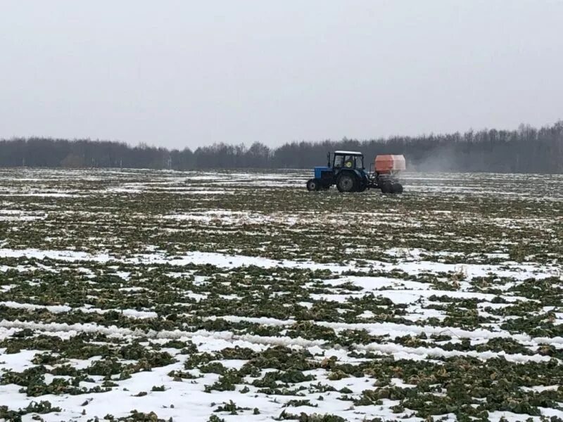 Подготовка почвы к посадке. Внесение навоза на поля. Подкормка озимой пшеницы аммиачной селитрой. Озимая пшеница нормы удобрений. Ростки чеснока.