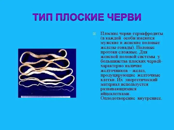 Гермафродитами являются черви. Плоские черви гермафродиты. Плоские черви половая система. Круглые черви обоеполые. Круглые черви гемофоадит.