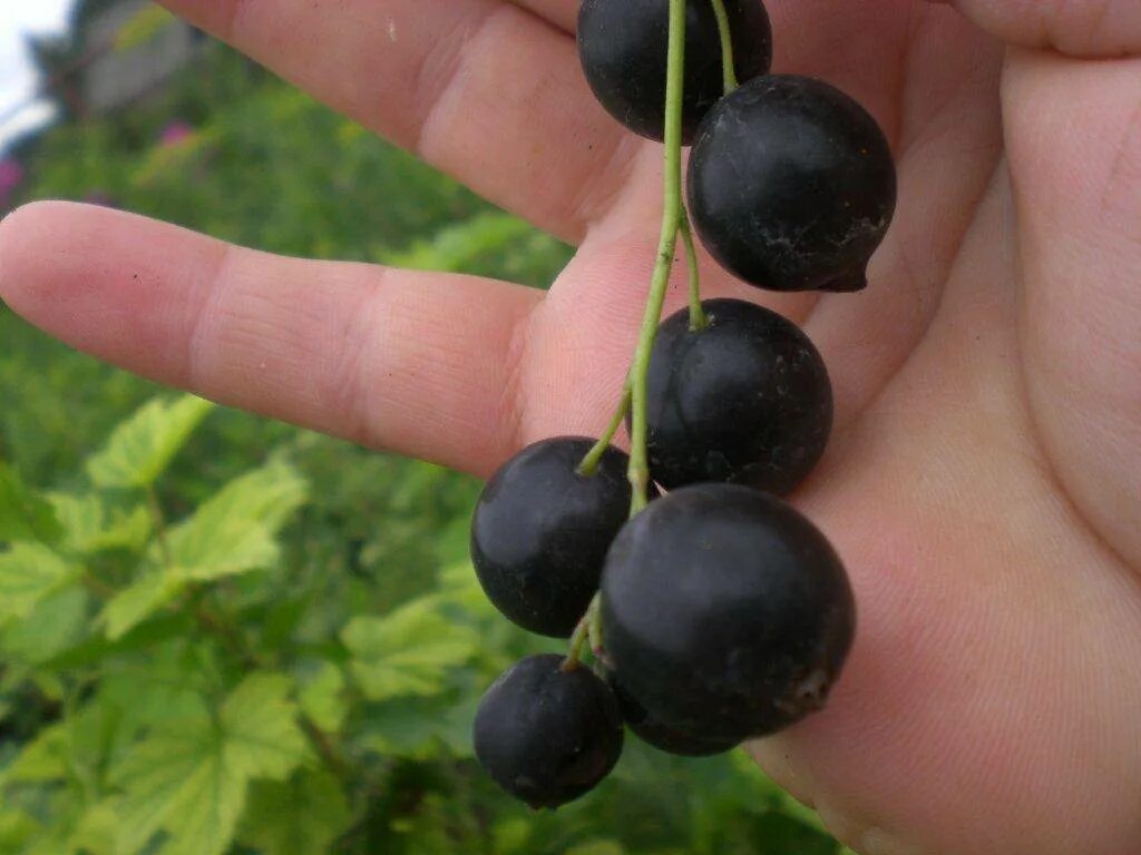 Смородина черная Валовая (с5). Сорта смородины черной крупноплодной. Сорт крупноплодной смородины.