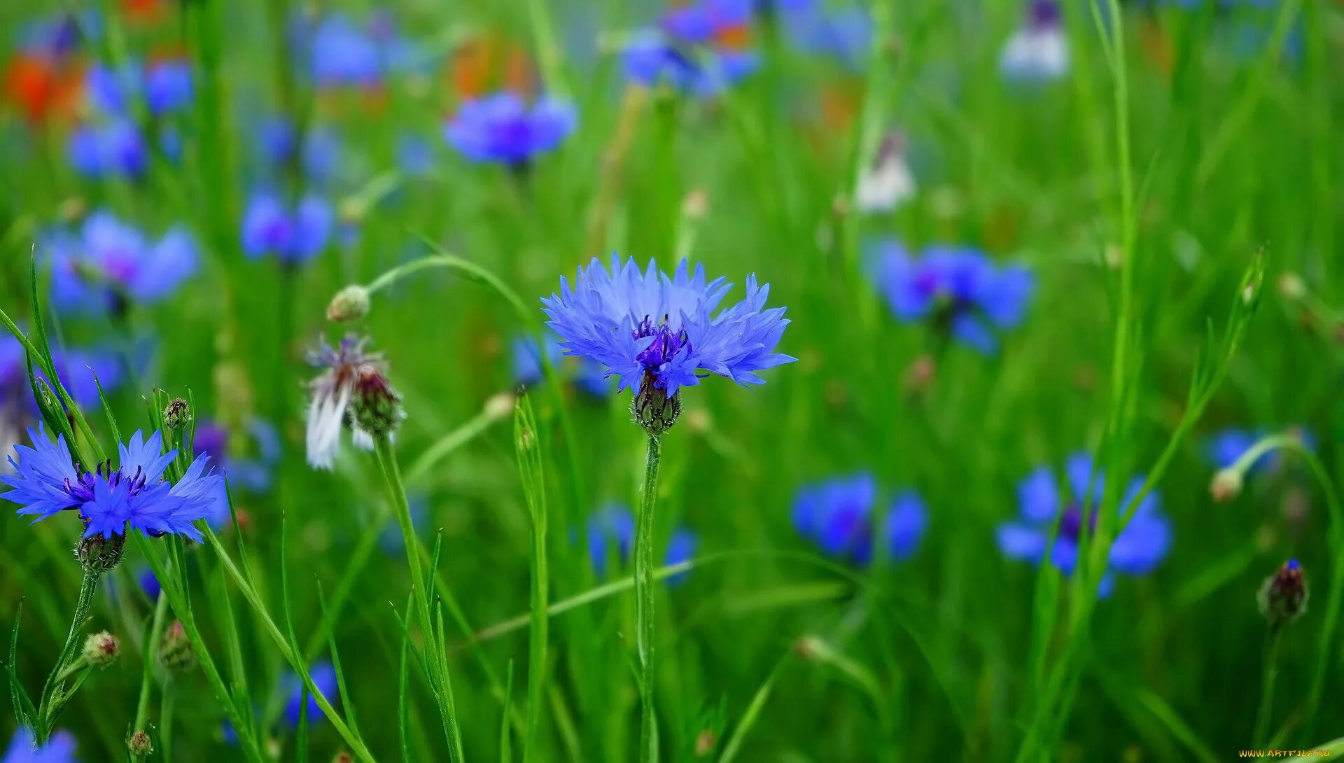 Полевые цветы васильки. Василек полевой Centaurea cyanus. Цветение Васильков. Растения Луга Василек синий полевой. Растения Луга Василек Луговой.