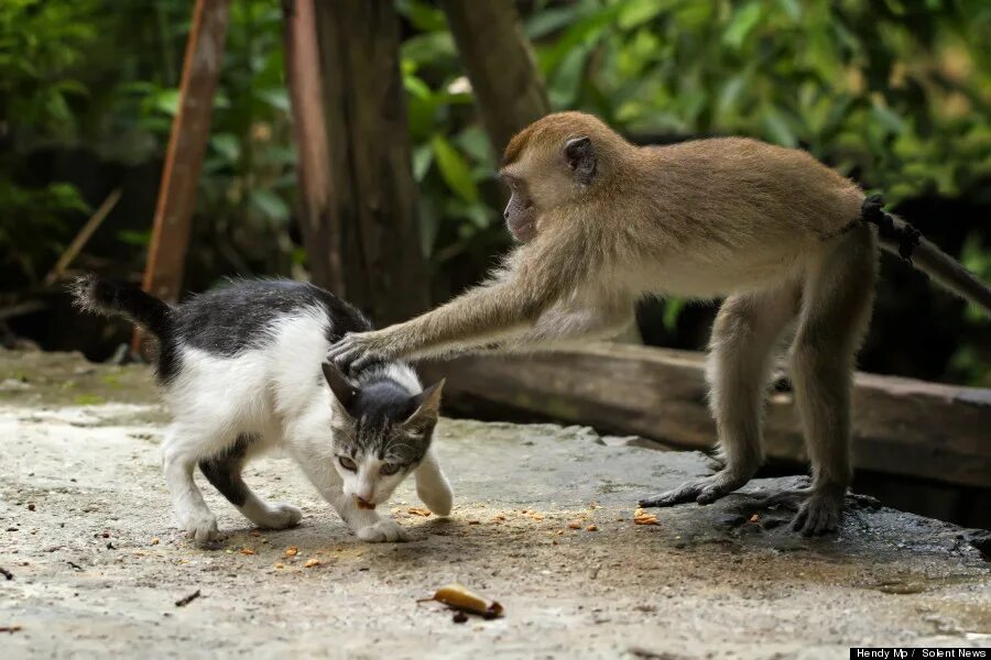 Monkey vs monkey