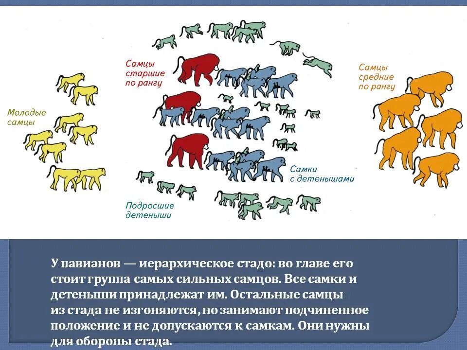 Иерархия доминирования у животных. Иерархия животных в стае. Структура собачьей стаи. Иерархия в стае павианов. Группировки животных