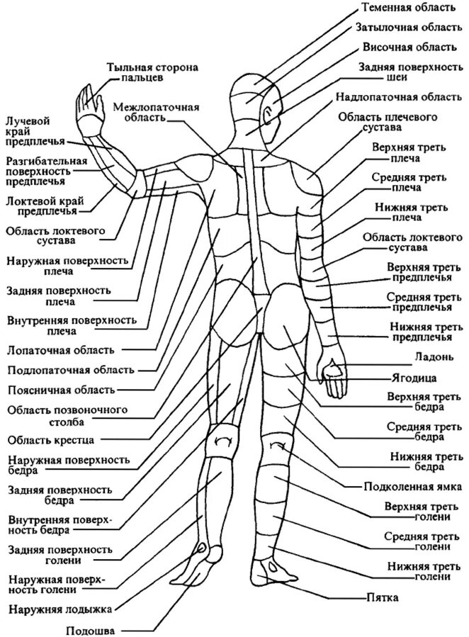 Передняя часть человека. Анатомия человека название частей тела наружных. Туловище анатомия названия частей.