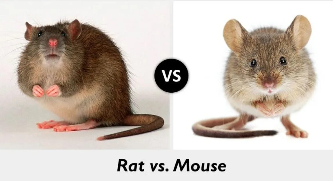 Как отличить крысу. Крысы и мыши отличия и сходства. Мышь и крыса. Мышь и крыса разница. Мыша и крыса сравнение.
