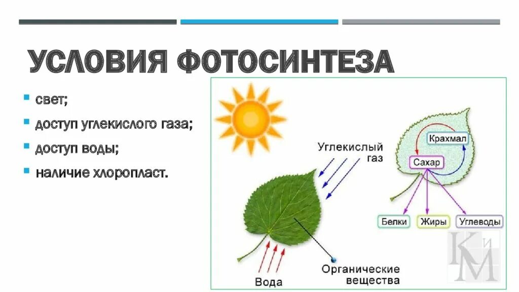 Образование органических веществ на свету в процессе фотосинтеза. Процессы питания клетки фотосинтеза. Фотосинтез листа схема. Что выделяют растения в процессе дыхания. Дыхание в клетках растений происходит.