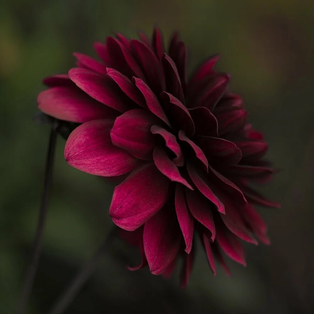 Стрижки на красные волосы. Цвкт. Темные оттенки цветов. Виктория маяковская. Цвкт.