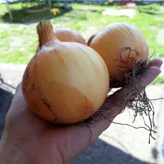 Севок радар описание сорта фото