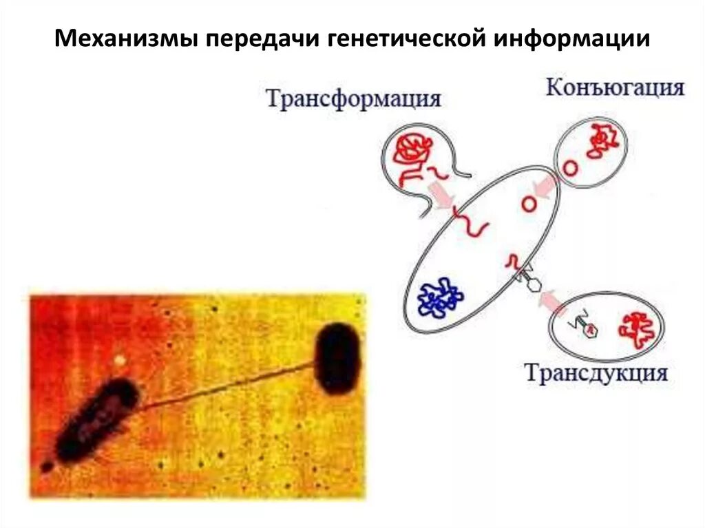 Механизмы передачи генетической информации у бактерий. Передача наследственной информации у бактерий. Механизмы передачи генетического материала у бактерий. Механизмы передачи генетической информации: трансдукция. Наследственная информация у бактерий