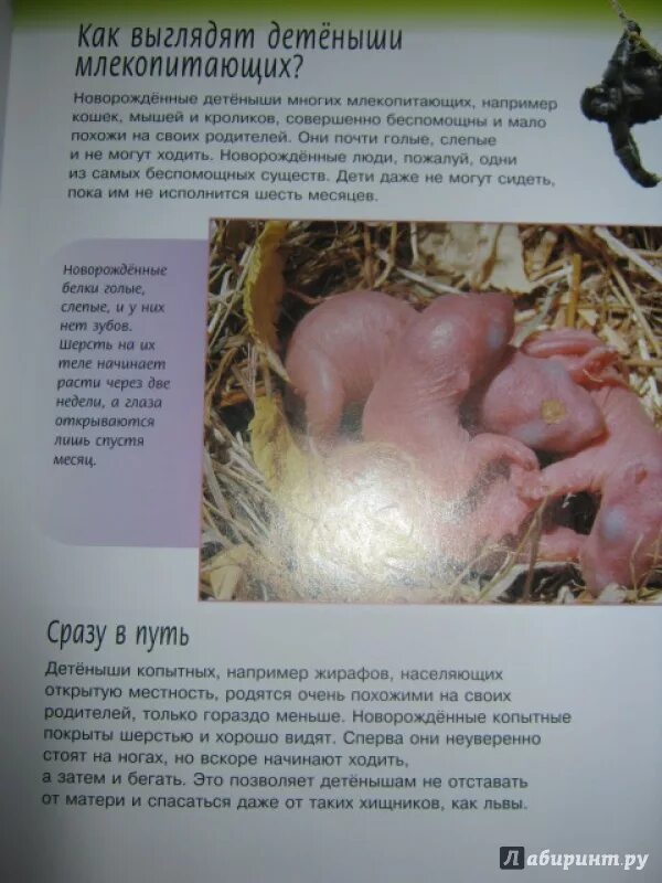 Детеныш млекопитающего рождаются