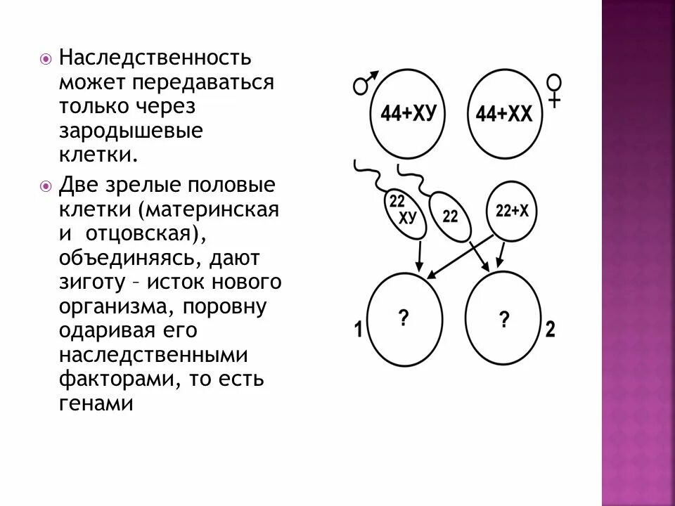 Тест по теме наследственность. Что передается через наследственность. роль наследственности схемы. наследственность зиготы. наследственность схема ген белок признак.
