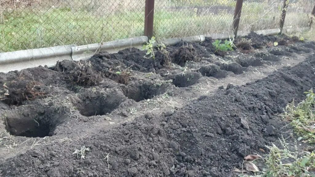 Посадка малины. Пересаживаем малину весной на новое место. Посадка малины на участке. Варианты посадки малины. Когда пересаживать малину на новое место