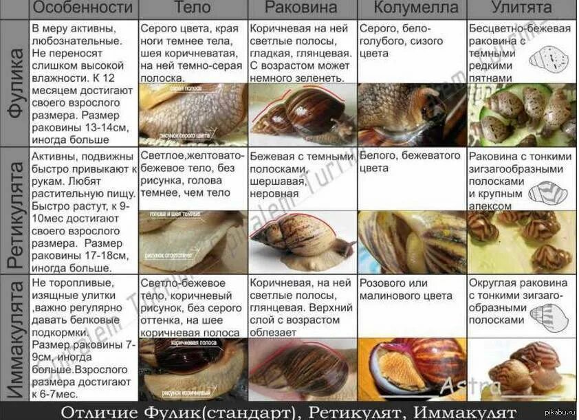 Что можно есть улиткам. Породы улиток ахатин. Виноградная улитка ахатина. Ахатина фулика террариум. Улитка ахатина классификация.