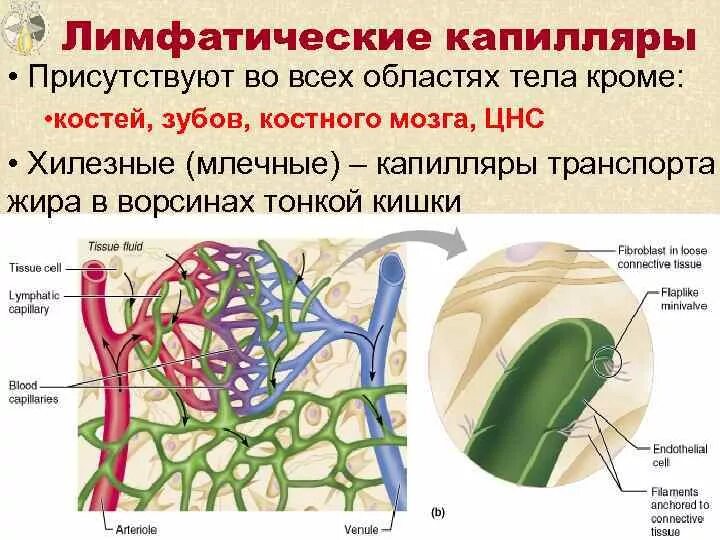 Анатомия лимфатической системы - презентация онлайн