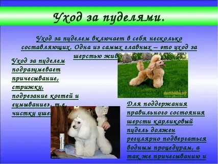 Пудель рассказ