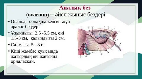 Шұлықтағы трансвеститтерді қараңыз
