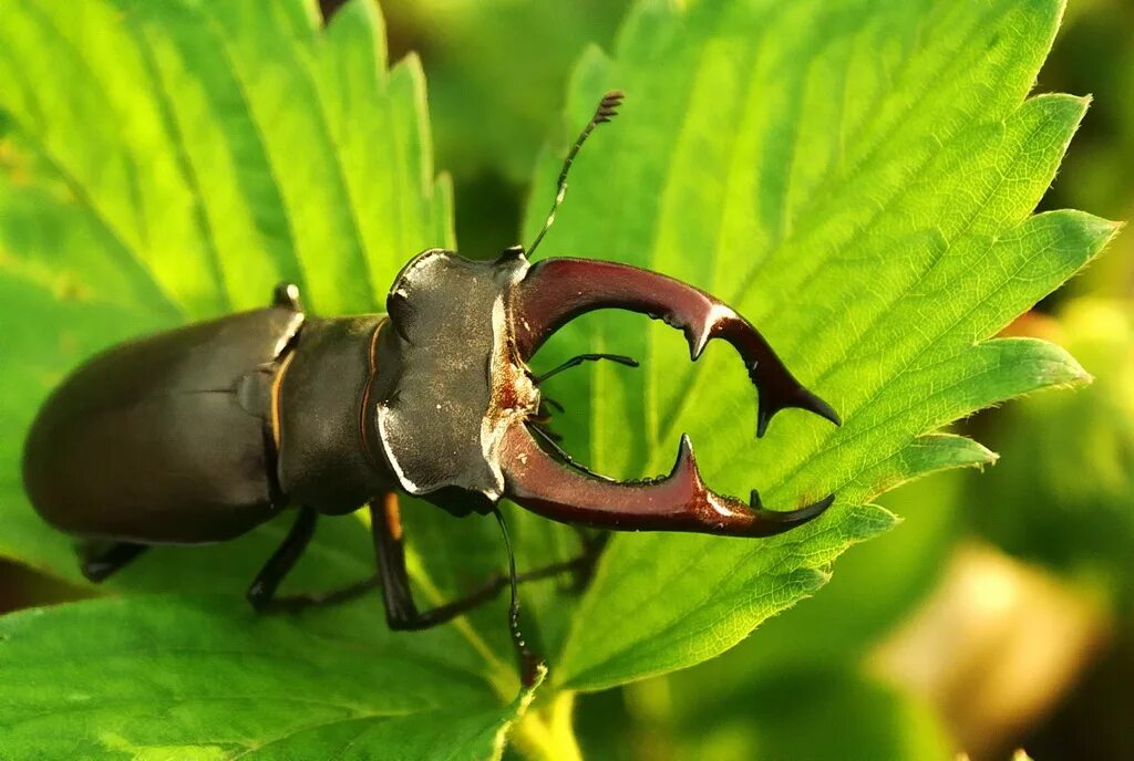 Чем перемещается жук олень. Жук-олень (lucanus cervus). жук рогач. жук рогач зеленый. жук рогач и жук олень.