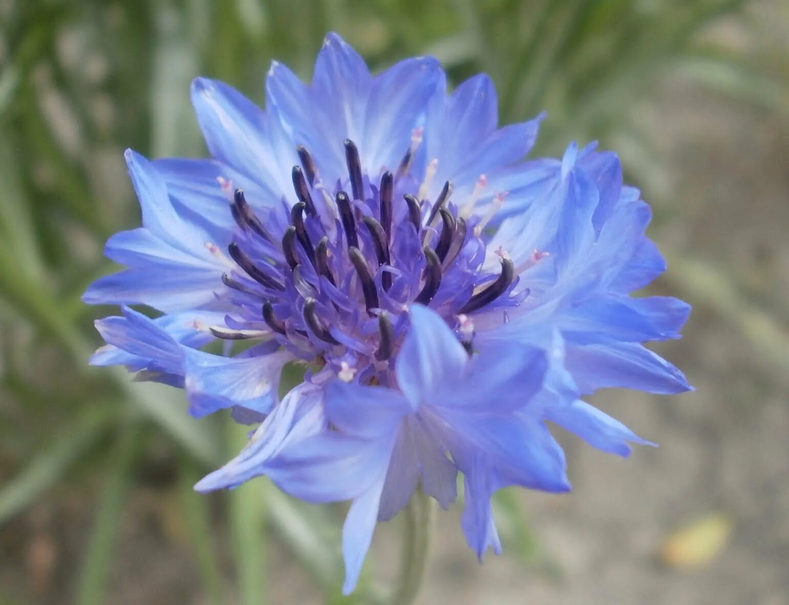 Л василек. Василек горный грандифлора. Василёк Донской (Centaurea tanaitica Klok.). Василёк Боровой. Василек горный (Centaurea Montana).