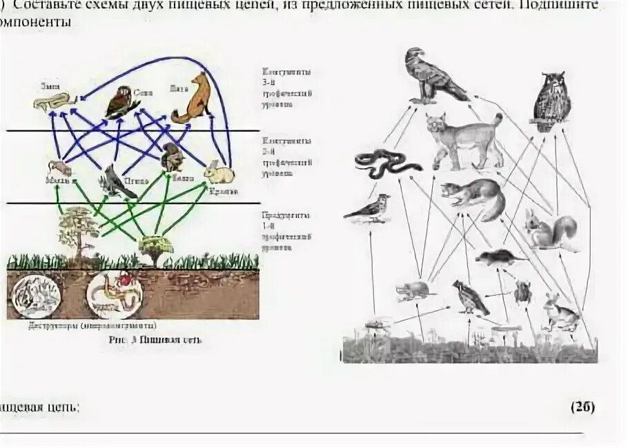 Задание по пищевым цепочкам. Лабораторная работа: « составление схем цепей питания». Составление схем передачи веществ и энергии. Биоценоз сеть питания схема. Цепочка питания впр.