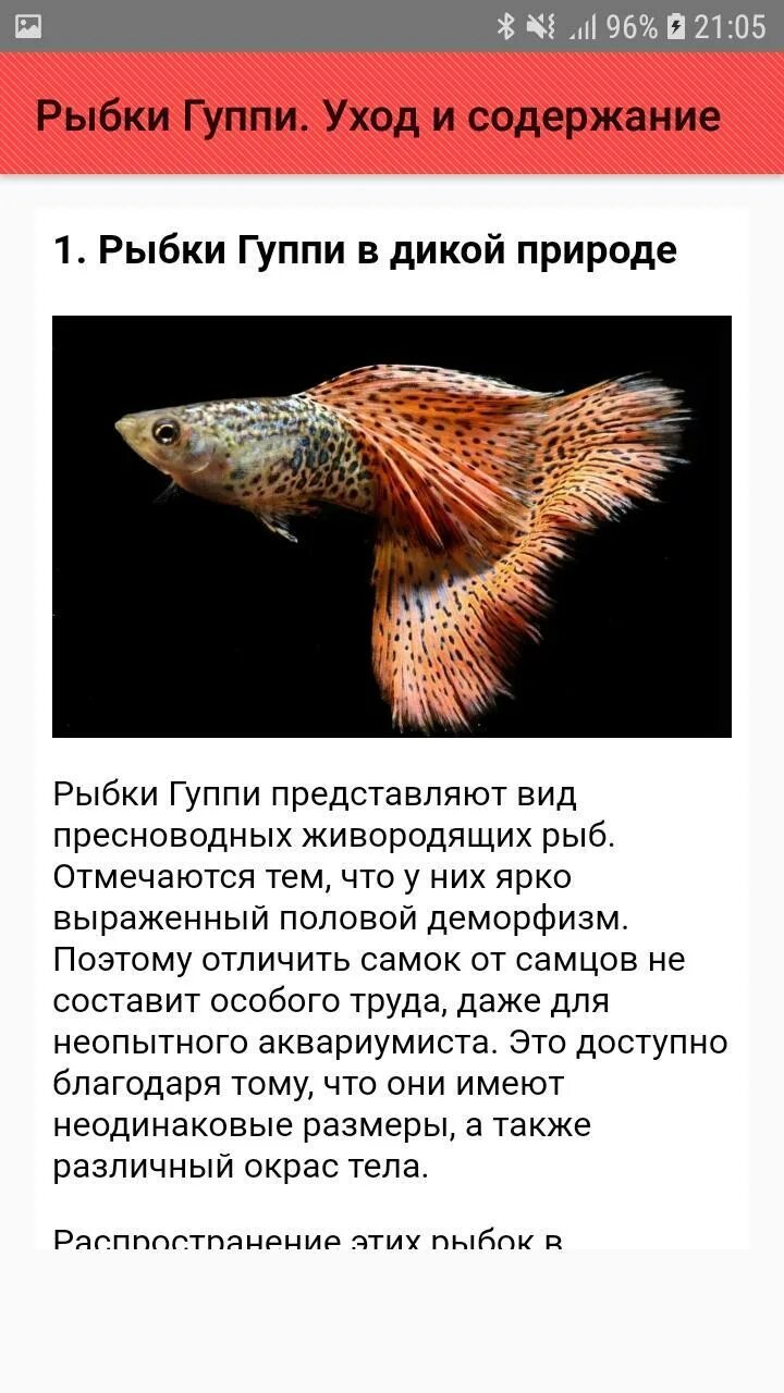 Гуппи аквариумные рыбки. Гуппи аквариумные рыбки. Гуппи аквариумные рыбки. Характеристика рыбок гуппи. Гуппи содержание и уход.