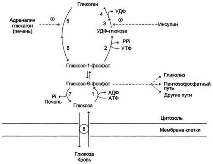 Фермент адреналина. Регуляция синтеза гликогена схема. Схема обмена гликогена биохимия. Регуляция распада гликогена схема. Схема метаболического пути обмена гликогена.