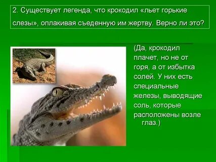 Верны ли следующие суждения о пресмыкающихся