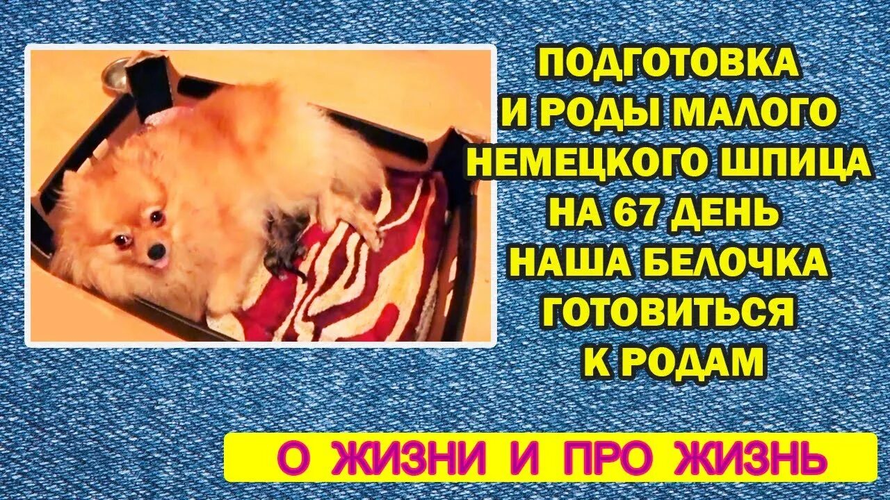 Шпиц рожает первый. Беременность и роды шпицев.