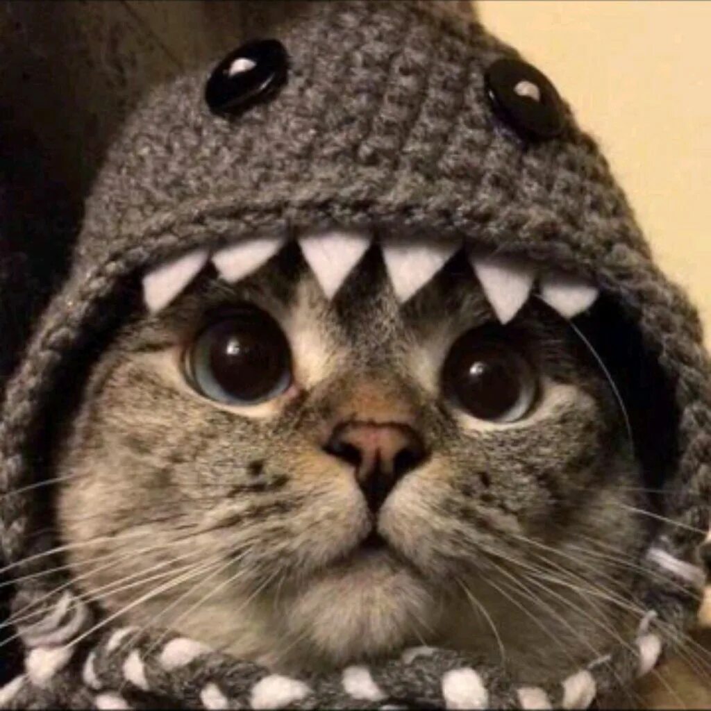 Аватарки для дс коты