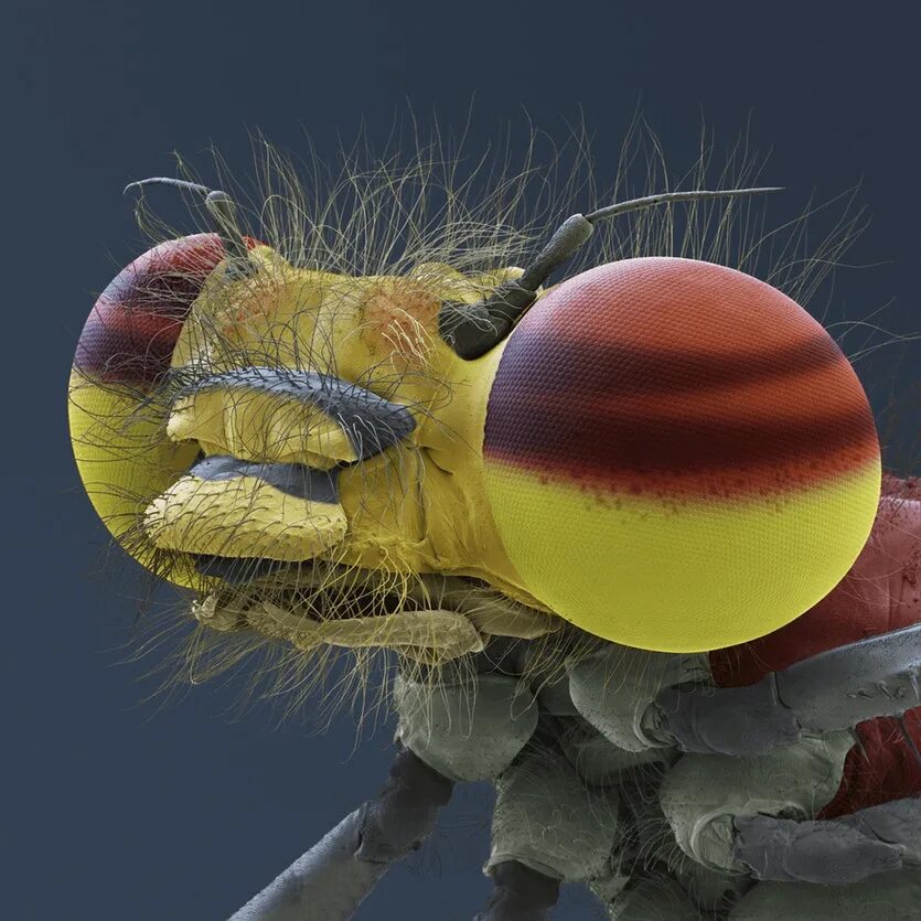 Бактерии на мухе. Макроснимки пылевых клещей. Мошка под микроскопом. Муравей микрофото. Насекомые под микроскопом.