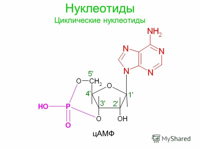 Цамф. Циклический 3 5 аденозинмонофосфат. цамф структурная формула. нуклеотид. образование цамф.