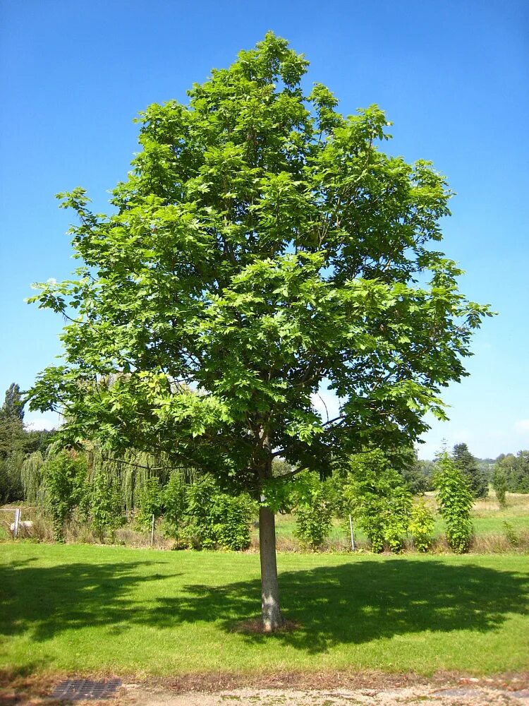 Fraxinus excelsior. &quot;ясень обыкновенный (fraxinus exсelsior. ясень обыкновенный пендула. ясень пенсильванский fraxinus pennsylvanica. ясень пенсильванский (fraxinus pennsylvanica marsh.).