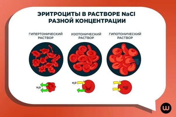 Гипотонический изотонический гипертонический раствор эритроциты. Форма эритроцитов в изотоническом растворе. Эритроциты в разных растворах. Эритроцит в гипотоническом и гипертоническом растворе.