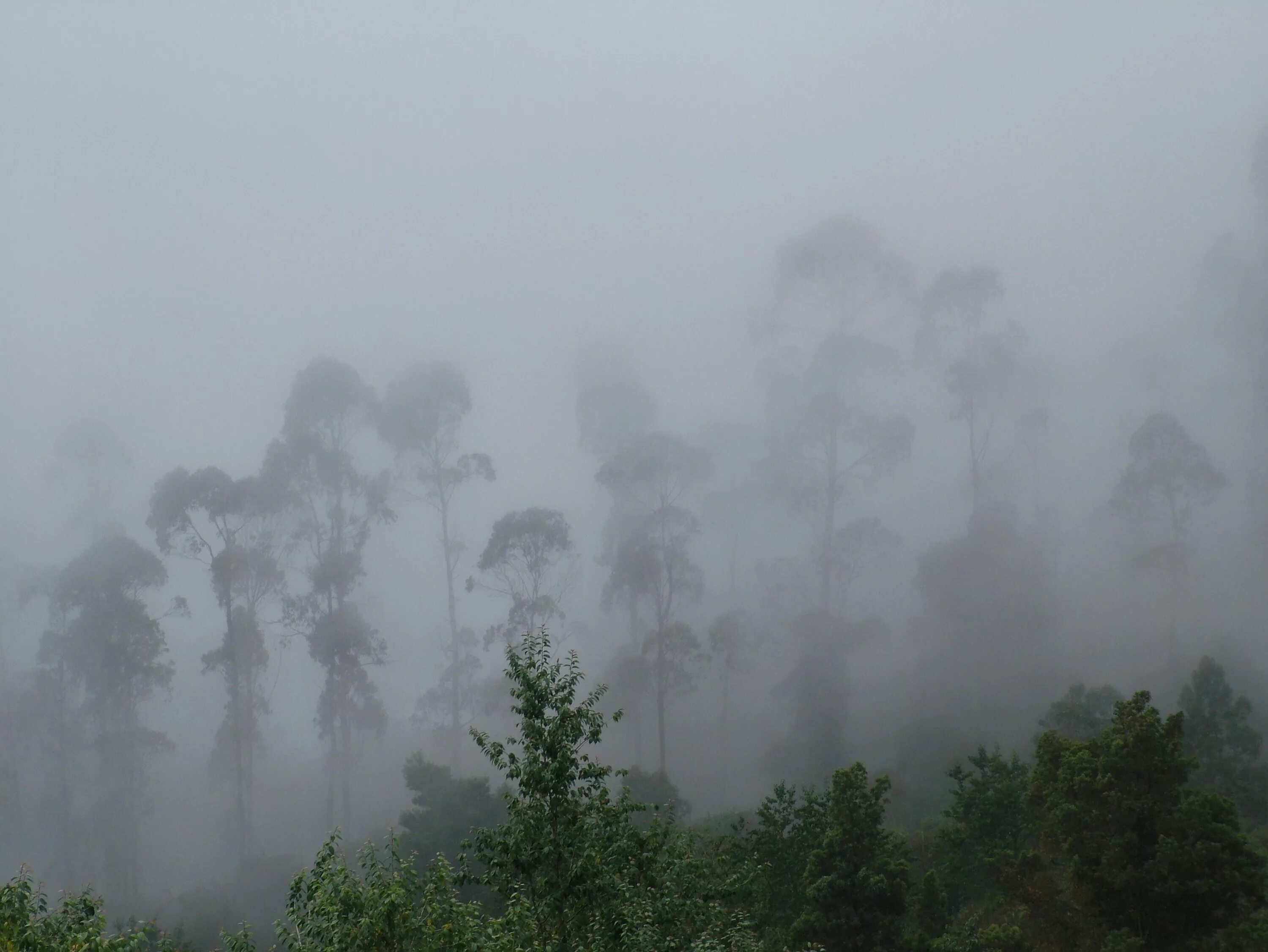 Dense Fog. Стелящий туман. Туман обои белый вертикальный. Рассекающий туман Wallpaper.