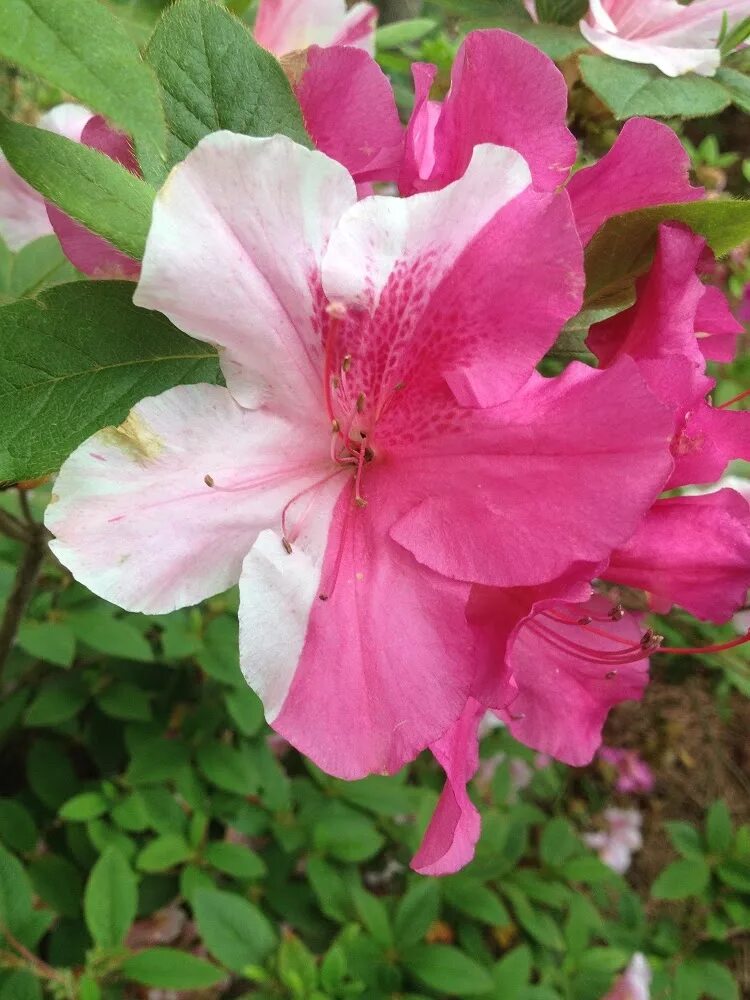 Химер растение. Сенполия узамбарская фиалка. Сенполия химера. Химер растение. Химер растение.