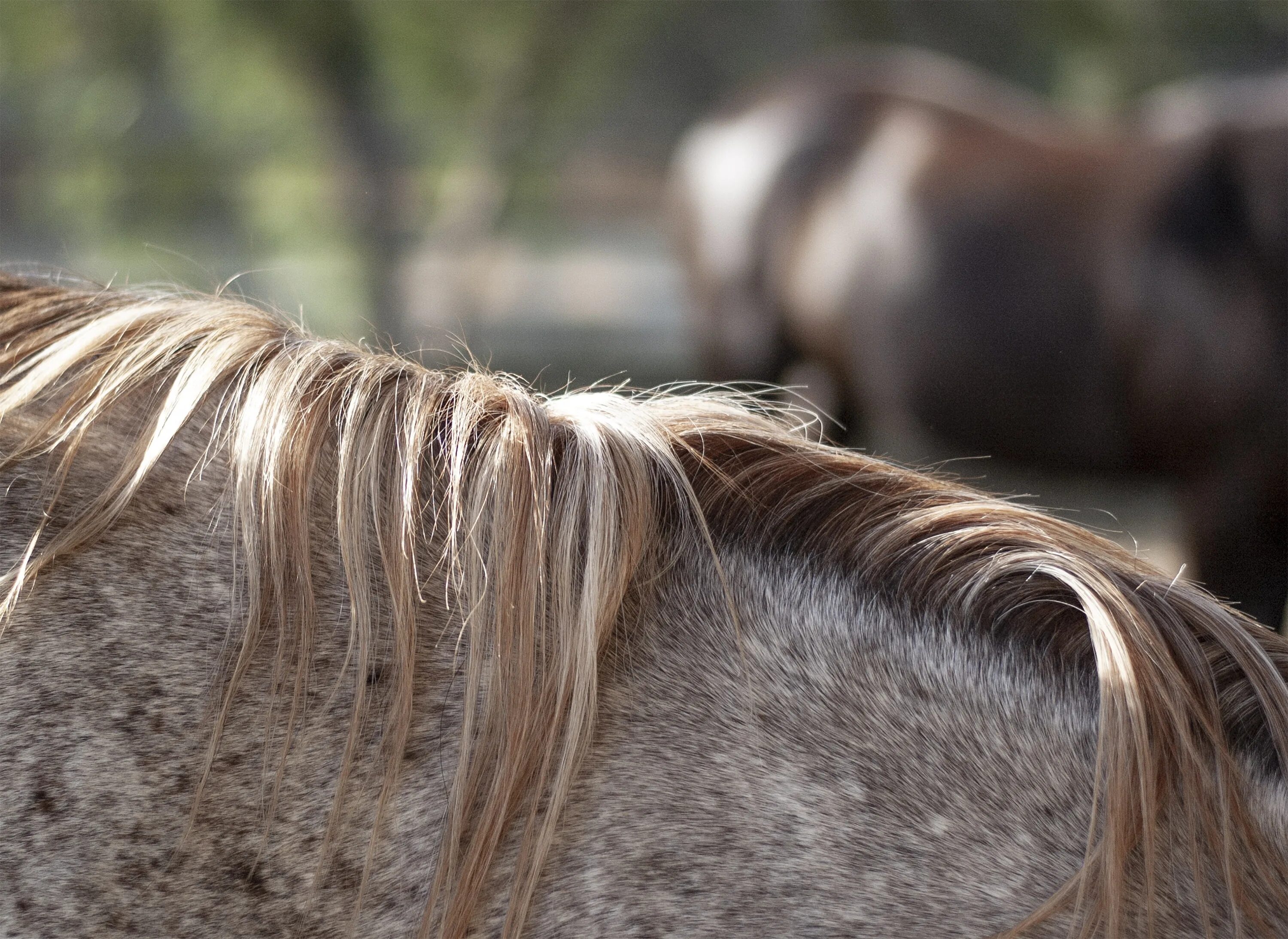 Horse hair. Конская грива. Лошадиные прически. Шерсть лошади. Грива лошади.